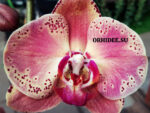 Phalaenopsis PH 296