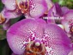 Phalaenopsis PH 301 Jillion
