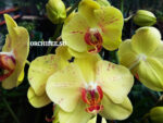Phalaenopsis PH 317