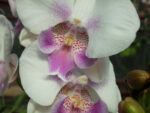 Phalaenopsis PH 320 Ebro Big Lip