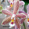 Phalaenopsis Bronze Maiden