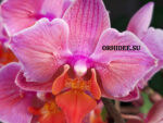 Phalaenopsis PH 219/1 Santa Rosa butterfly peloric