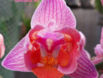 Phalaenopsis PH 219 Santa Rosa 3 lip peloric