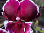 Phalaenopsis PH 229 Sweet Candy Big Lip