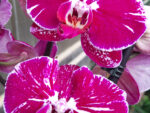 Phalaenopsis PH 232