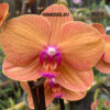 Phalaenopsis PH 267 Carrot Cake