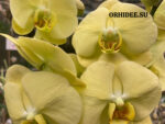 Phalaenopsis PH 282 Yellow