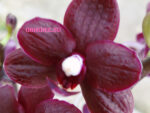 Phalaenopsis PHM 189 Black Bird