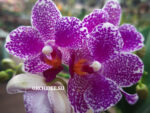 Phalaenopsis PHM 170 Hualien Pink Galaxy