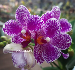 Phalaenopsis PHM 170 Hualien Pink Galaxy