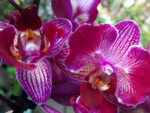 Phalaenopsis PHM 190 Perceval butterfly-3 lip peloric