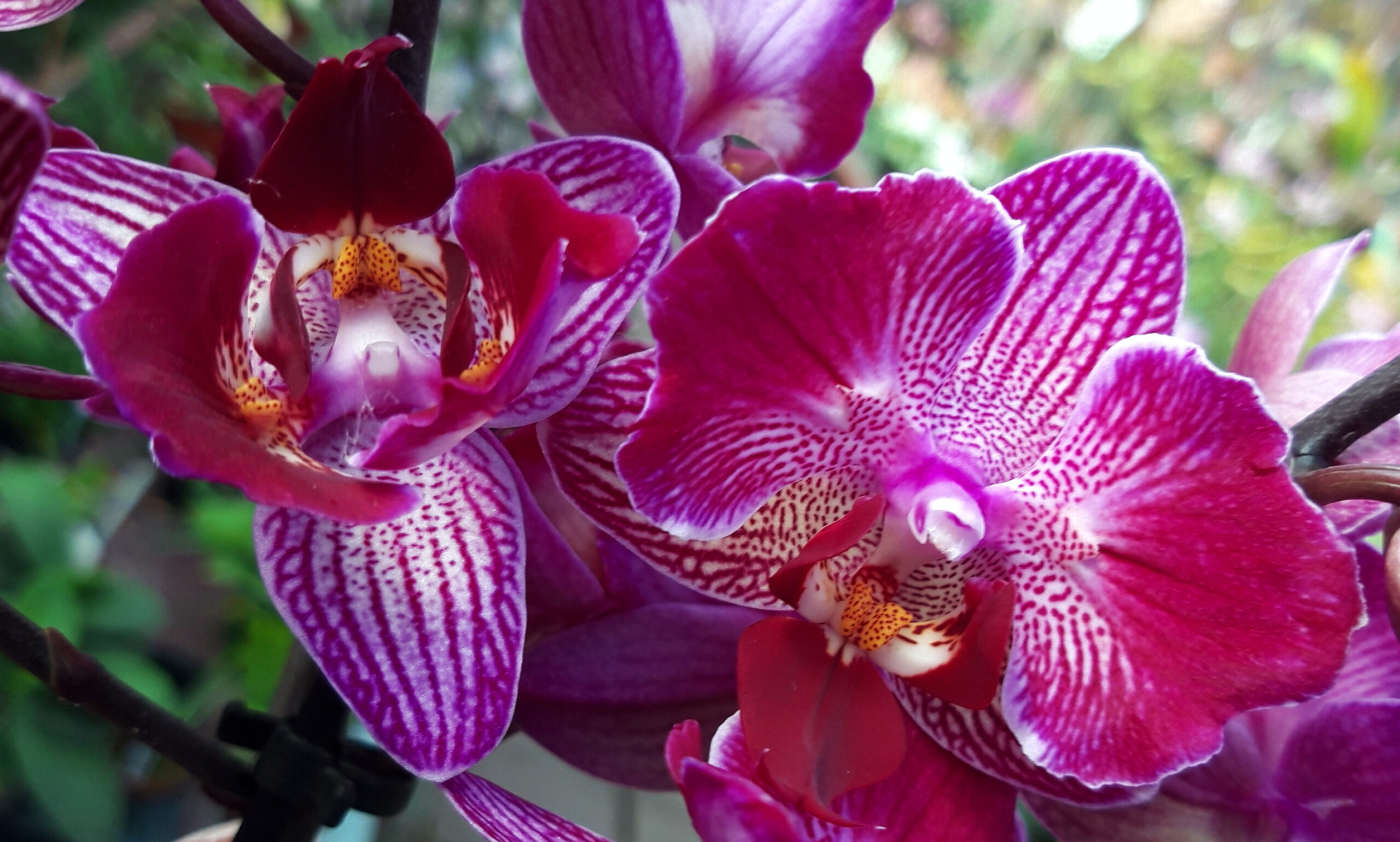 Phalaenopsis PHM 190 Perceval butterfly-3 lip peloric