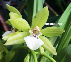 Zygopetalum hybrid 02