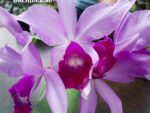 Cattleya hybrid 043
