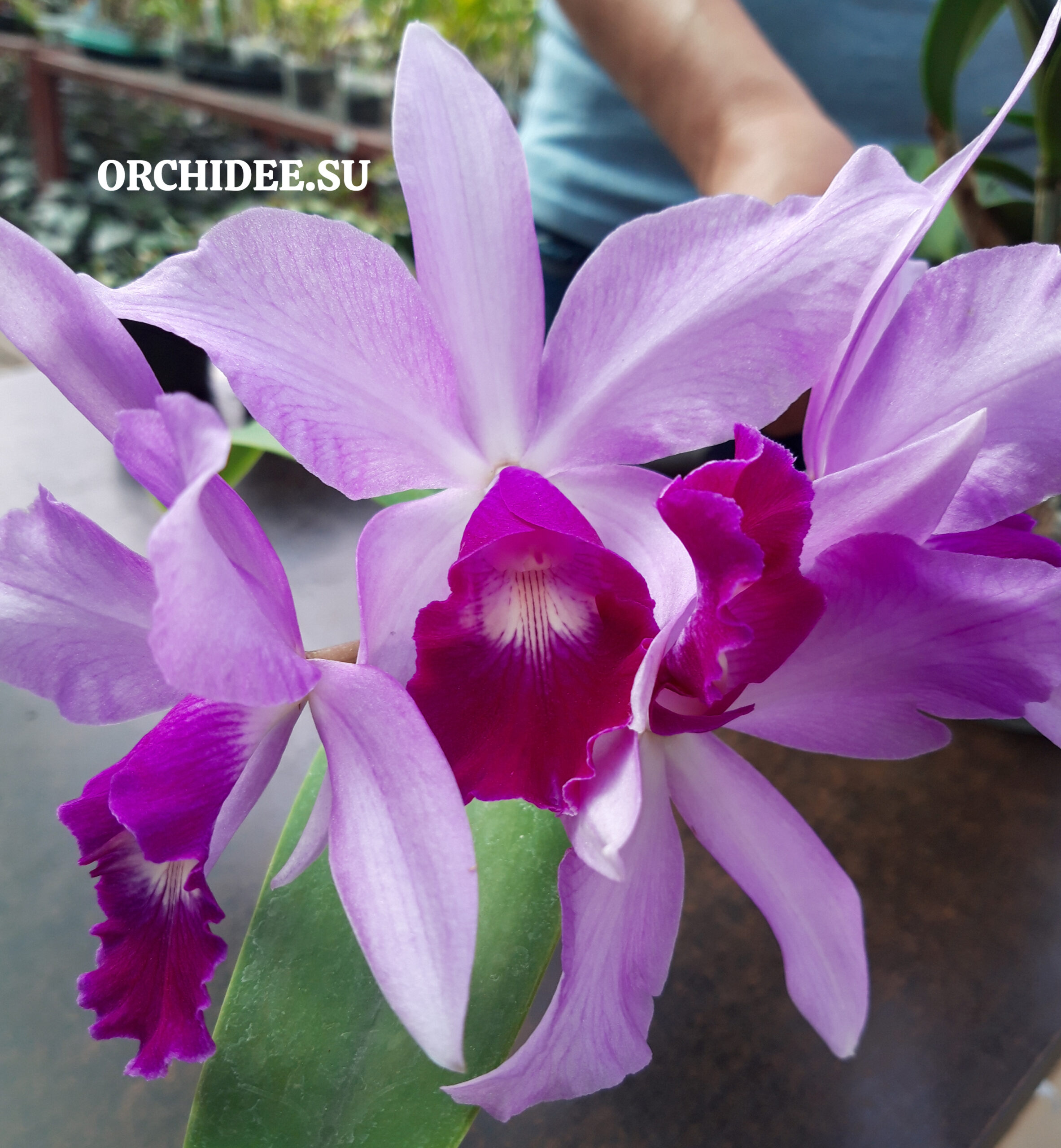 Cattleya hybrid 043