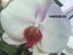 Phalaenopsis PH 181
