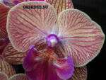 Phalaenopsis PH 374 Big Lip