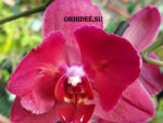 Phalaenopsis PH 079/1 Pavarotti peloric 3 lip