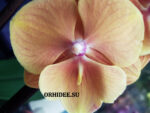 Phalaenopsis PH 376 Big Lip