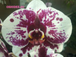 Phalaenopsis PH 377
