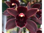 Cymbidium Cali Night