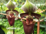 Paphiopedilum superbiens