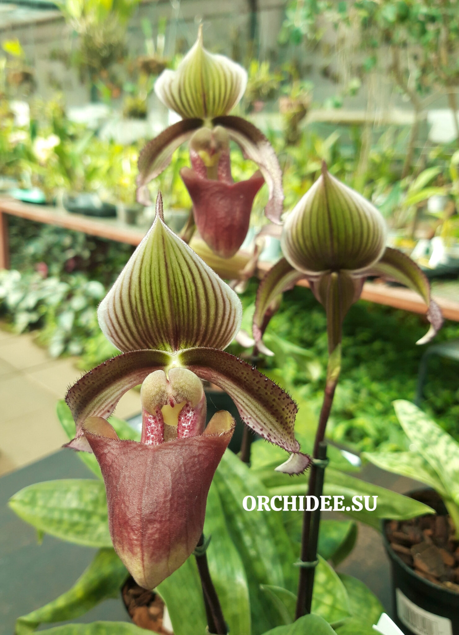 Paphiopedilum Superbiens X Curtisii paphiopedilum-superbiens-x-curtisii