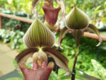 Paphiopedilum superbiens x curtisii