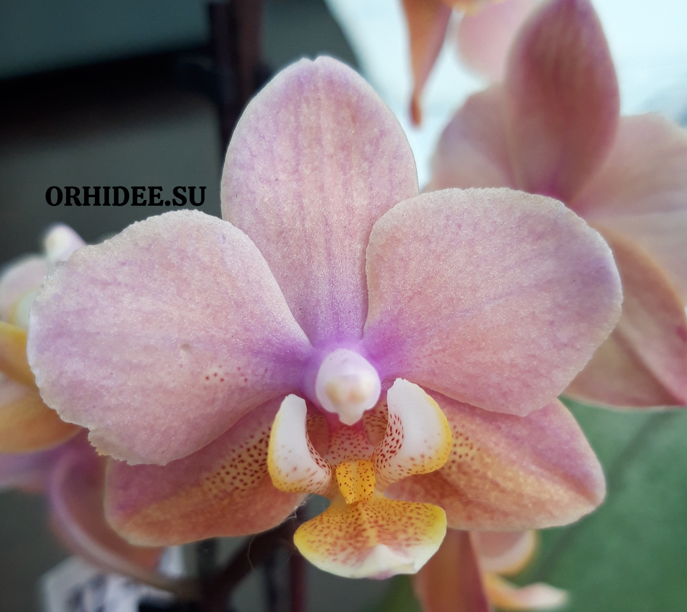 Phalaenopsis PHM 099 Odorion aroma