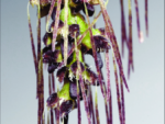 Bulbophyllum lemniscatoides