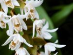 Coelogyne papillosa