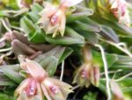 Epidendrum schlechterianum