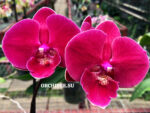 Phalaenopsis PH 380 Big Lip