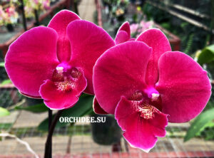 Phalaenopsis PH 380 Big Lip