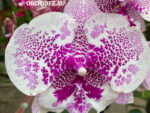 Phalaenopsis PH 308/1 Pandora Big Lip