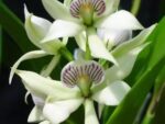 Prosthechea fragrans