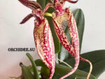 Bulbophyllum Emily Siegerist