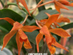 Cattleya hybrid 044