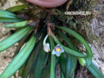 Ceratostylis pleurothallis