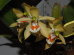 Coelogyne lentiginosa
