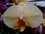 Phalaenopsis PH 384 Allura "Green Grass"