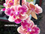 Phalaenopsis PHM 192 Sogo Yellowtris butterfly peloric