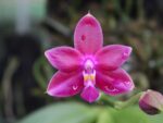 Phalaenopsis Joy Viol Kaiulani