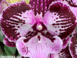 Phalaenopsis PH 383 Big Lip