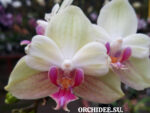 Phalaenopsis PHM 200 Fuller's Sunset '647' butterfly peloric
