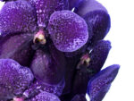 Vanda Lilac and Aubergine