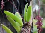 Bulbophyllum alcicorne