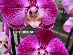 Phalaenopsis PH 386