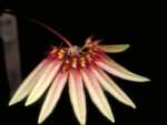 Bulbophyllum brevibrachiatum