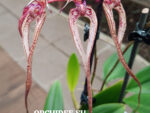 Bulbophyllum putidum